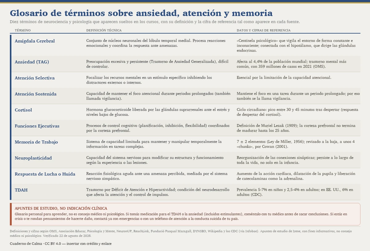 Glosario visual de diez términos sobre ansiedad, atención y memoria con su definición técnica y su cifra de referencia: amígdala cerebral, ansiedad (TAG, 4,4% de la población y 359 millones de casos en 2021 según la OMS), atención selectiva y sostenida, cortisol, funciones ejecutivas, memoria de trabajo (7 ± 2 según Miller, unos 4 chunks según Cowan), neuroplasticidad, respuesta de lucha o huida y TDAH (5-7% en niños, 2,5-4% en adultos); son apuntes de estudio, no consejo médico ni psicológico.